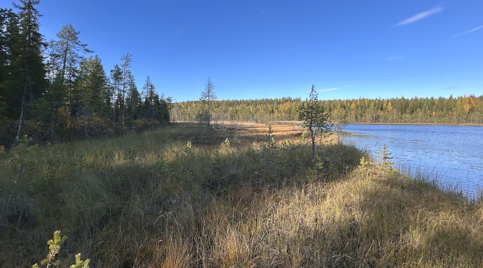 Maisema